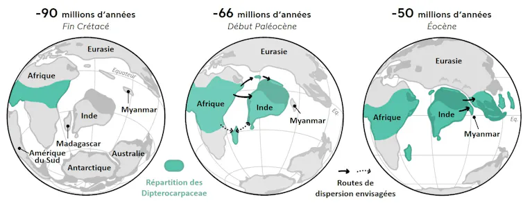 How African bushes conquered the forests of Southeast Asia 2 Evolution of Dipterocarpaceae distribution over time and the Indo-Asian collision, including Myanmar. Modified from Hoorn & Lim 2022 and Licht et al. in 2025