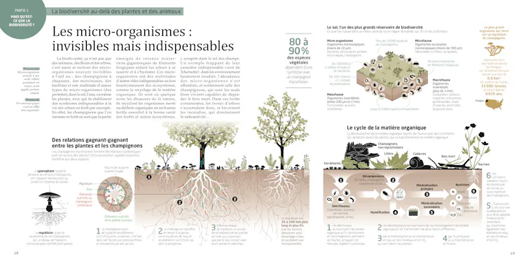 Double page issue de l’ouvrage La Biodiversité en infographies aux Editions Tana