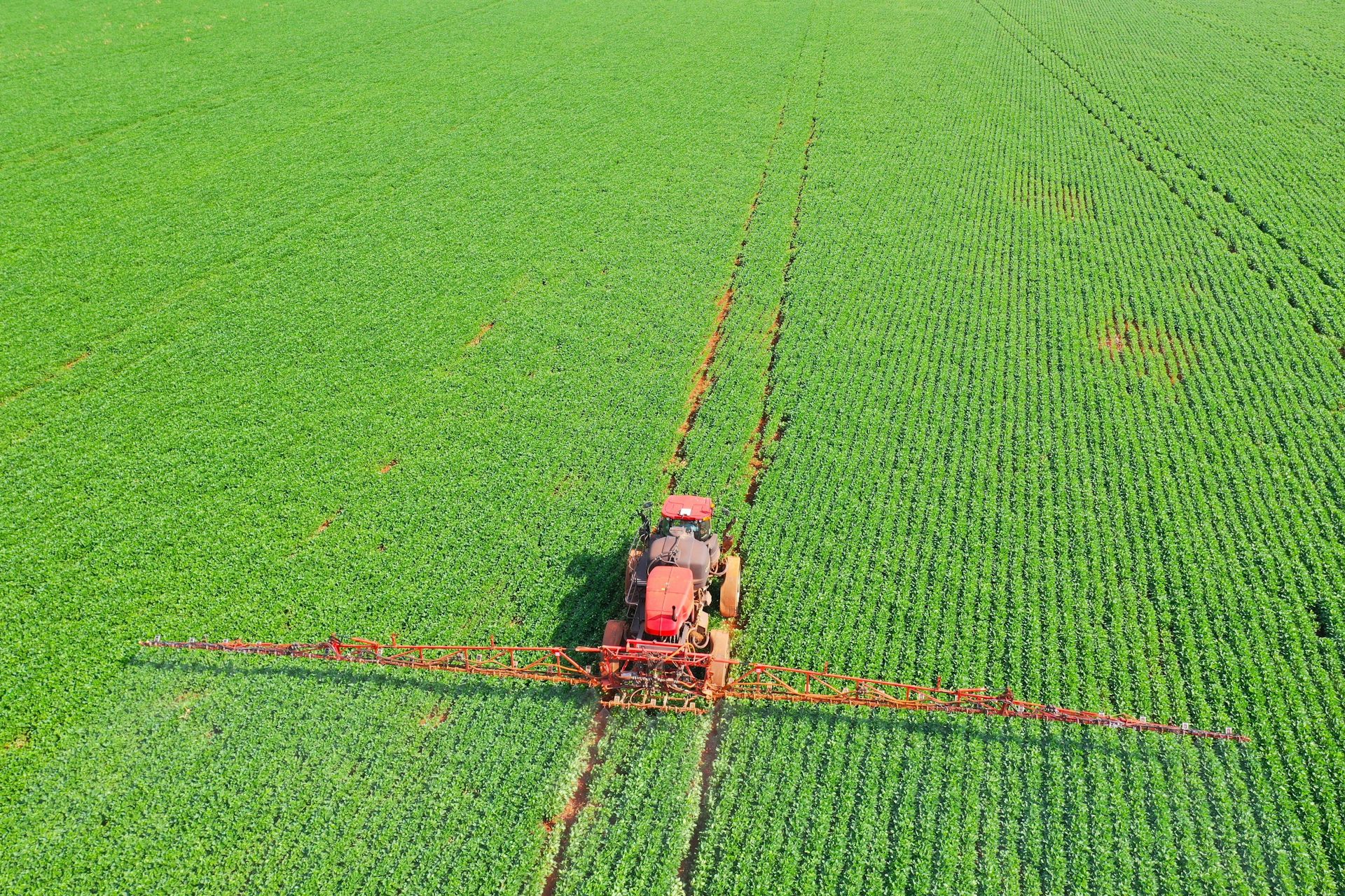 Pulvérisateur de pesticides par tracteur sur le champ de maïs au printemps.