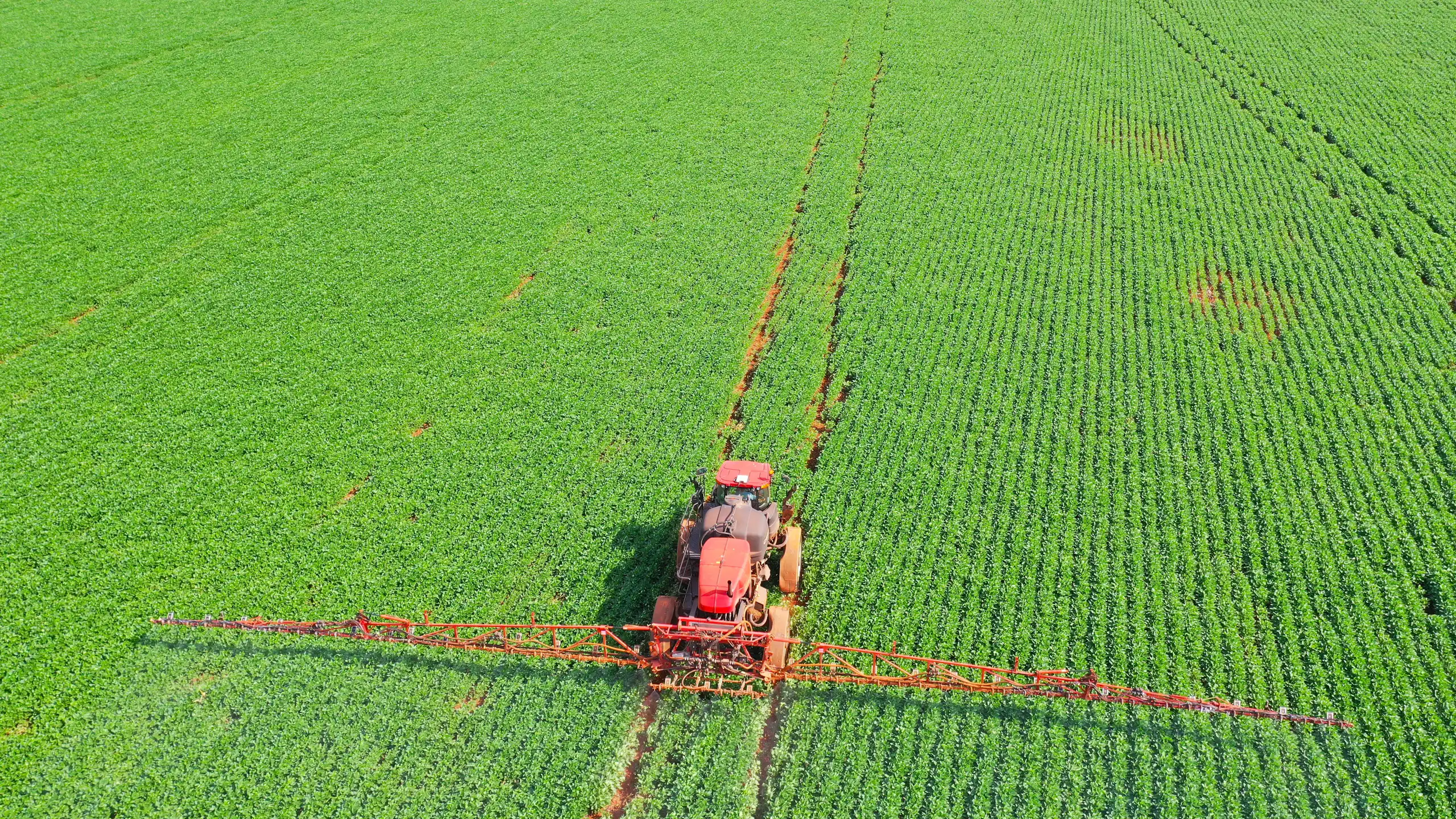 Pulvérisateur de pesticides par tracteur sur le champ de maïs au printemps.