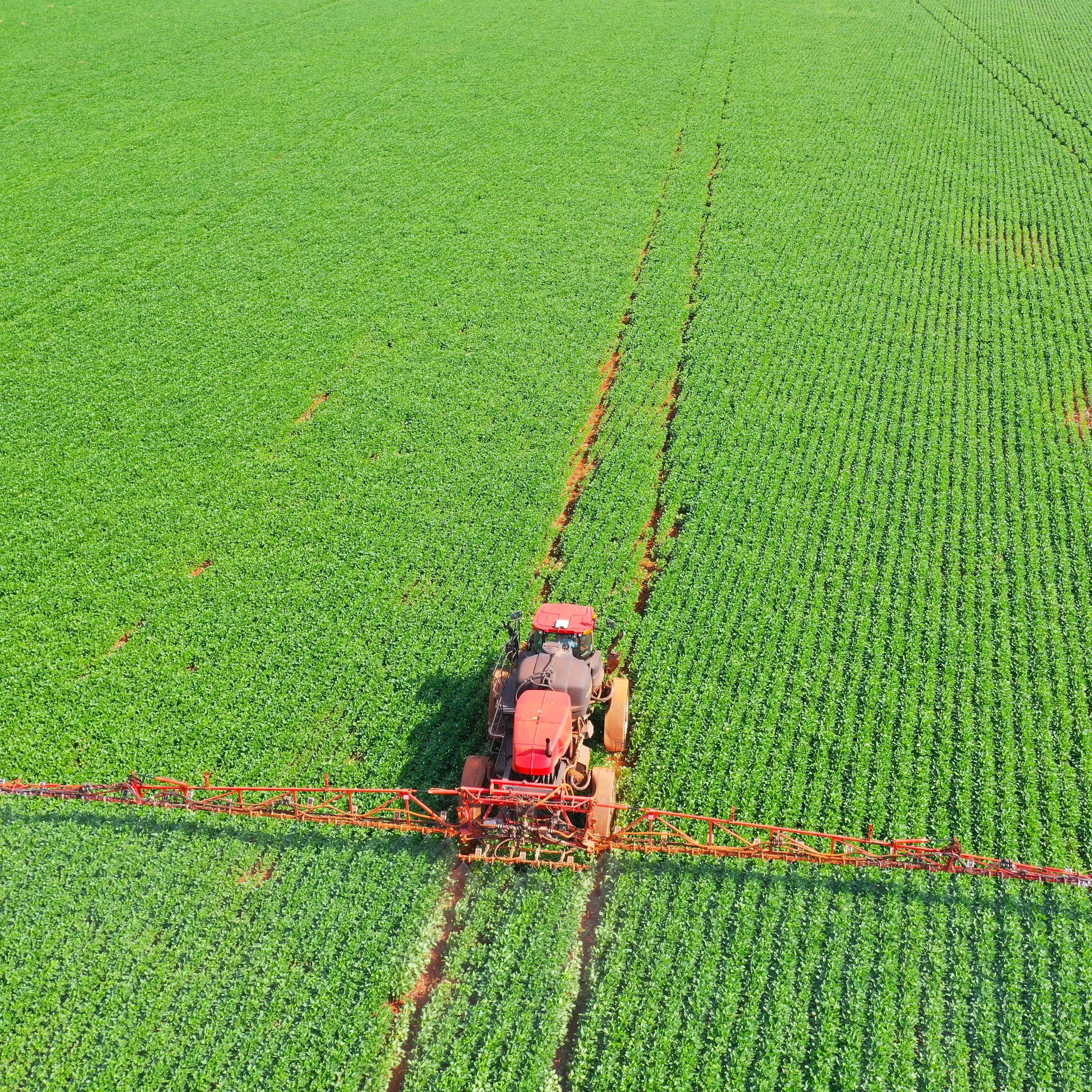 Pulvérisateur de pesticides par tracteur sur le champ de maïs au printemps.