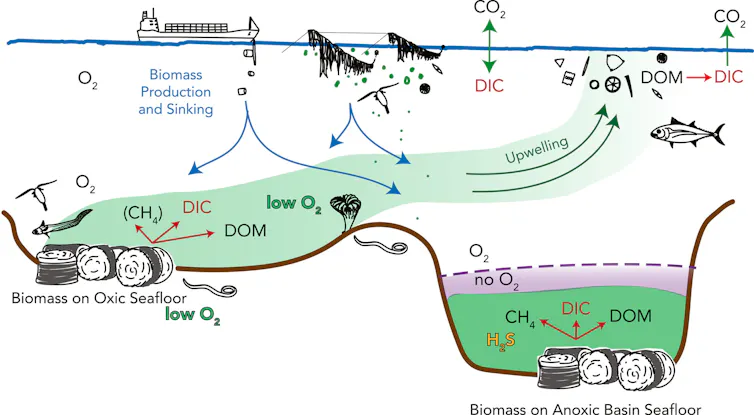El plan climático de los océanos profundos obtiene una rara aprobación de la EPA, pero ¿es una solución que hunde las plantas en el mar? 1 Una ilustración del almacenamiento de carbono.
