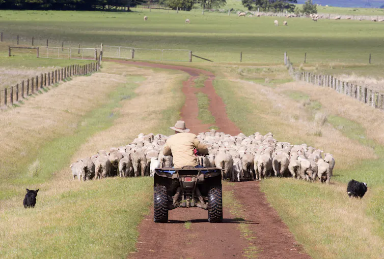 A farmer riding a motorbike on a farm
