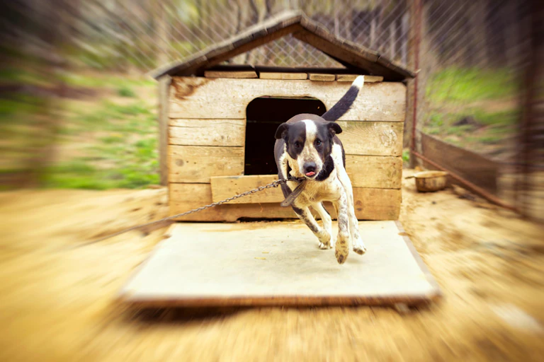 Dog on a chain in front of a kennel