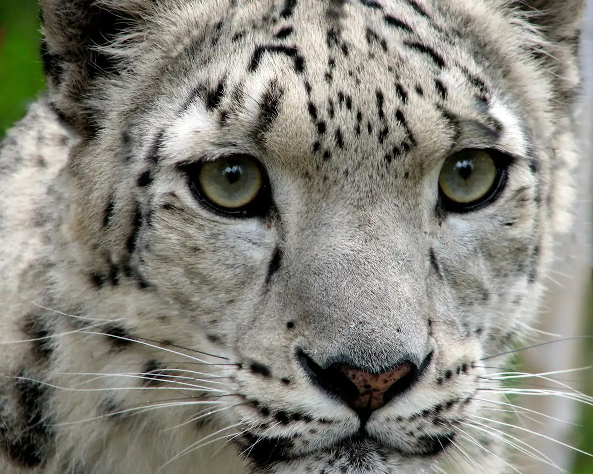 Saving the snow leopard: stem-cell generation a bright new hope