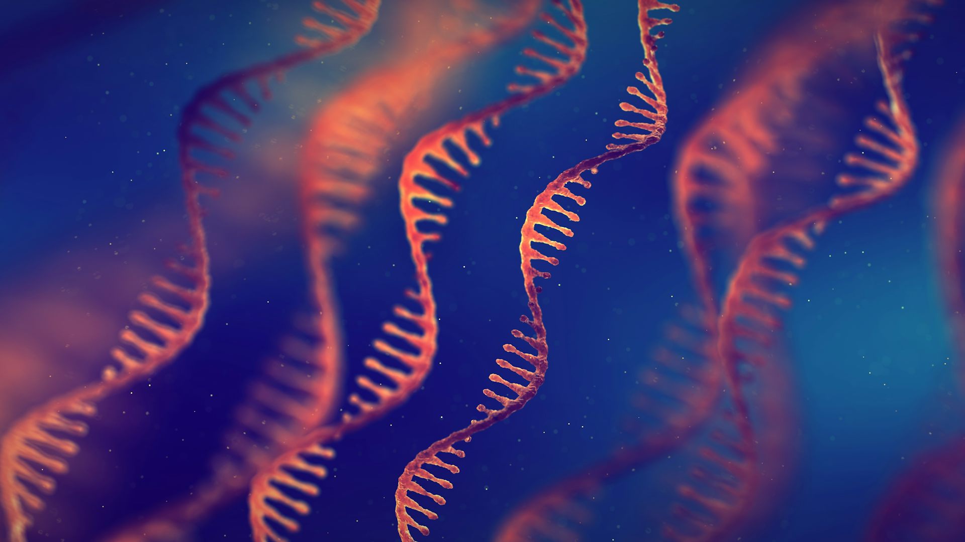 Single strand ribonucleic acid (RNA) molecules.