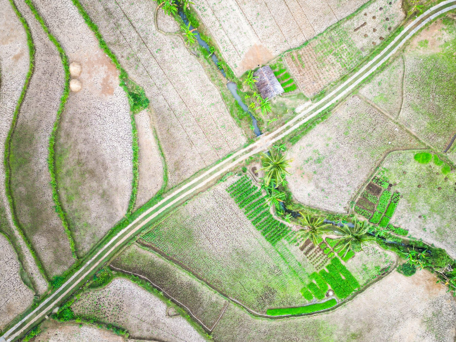 aerial shot of brown dry rice fields, some green patches