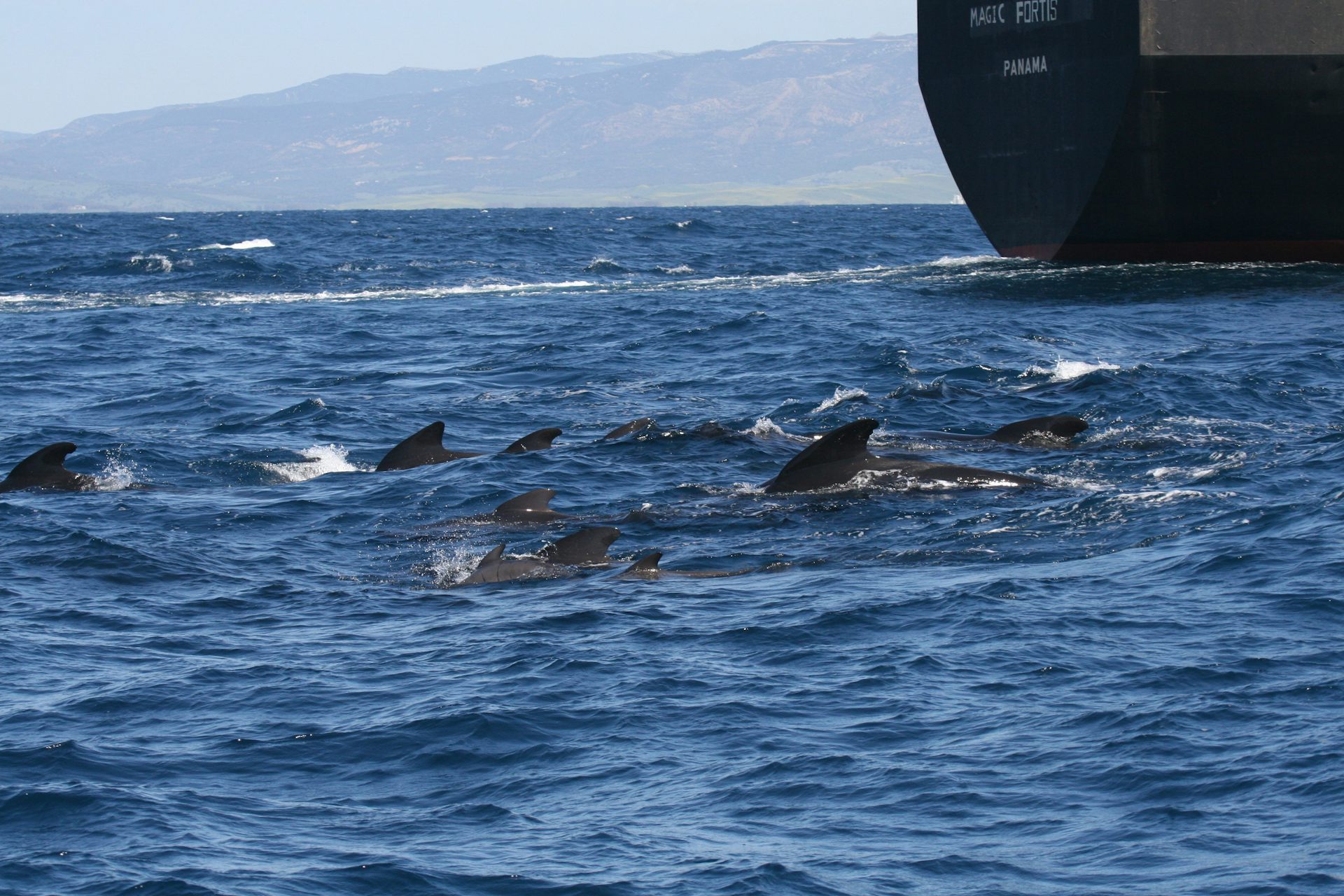 Squeak up! I can’t hear you: pilot whales are shouting to hear themselves over ship noise