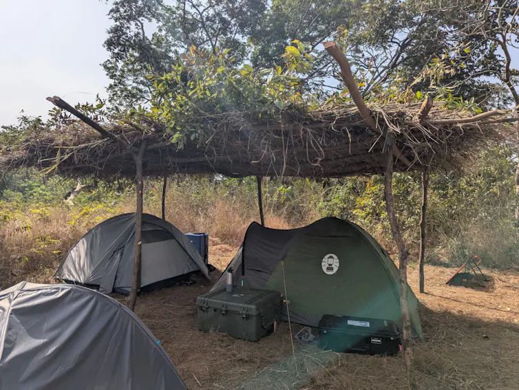 Three tents covered by a grass canopy