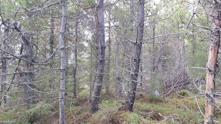 Pine trees in degraded forest.