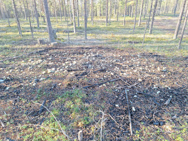 Bare burnt land in clearing of forest, small white bundles of lichen on ground.