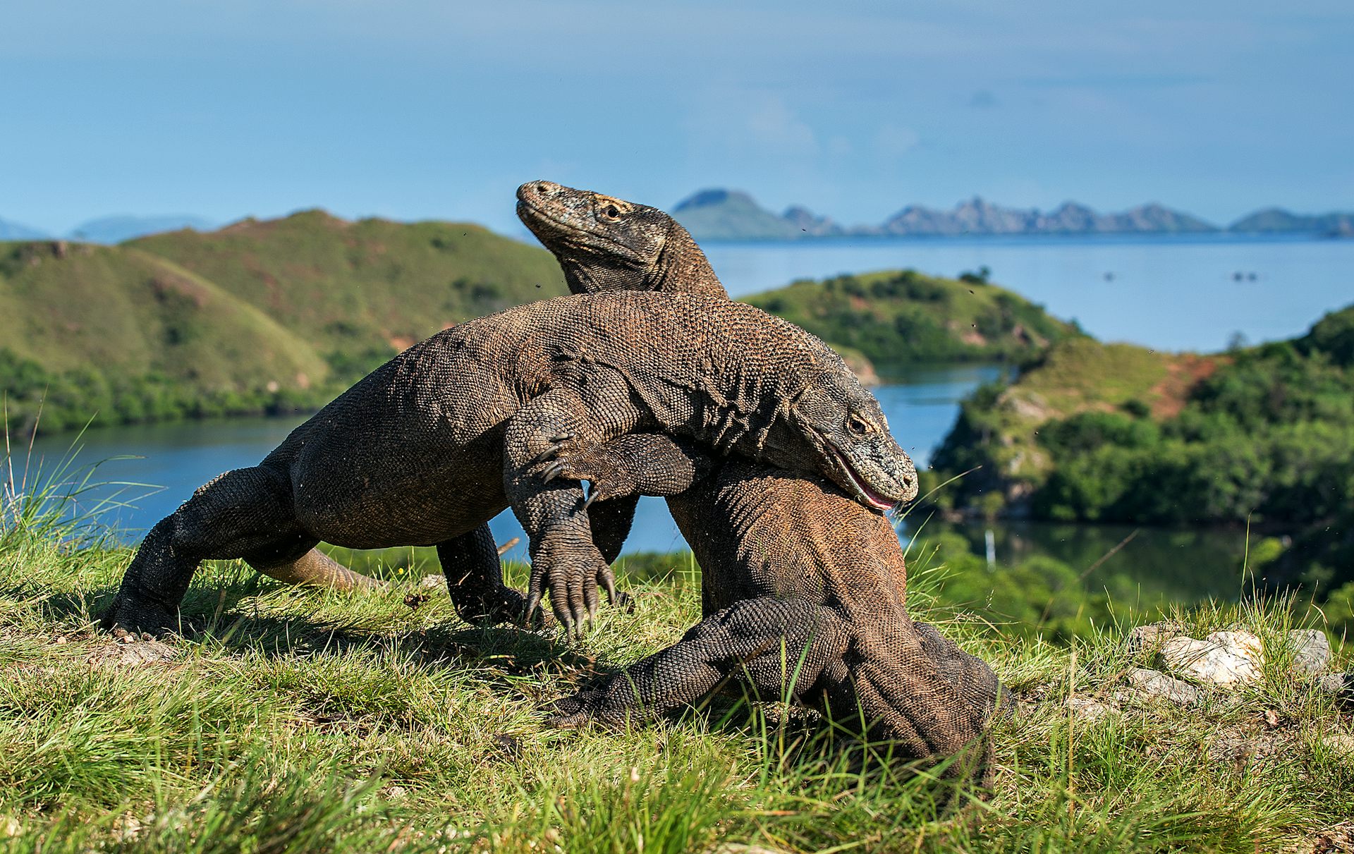 Satwa langka komodo