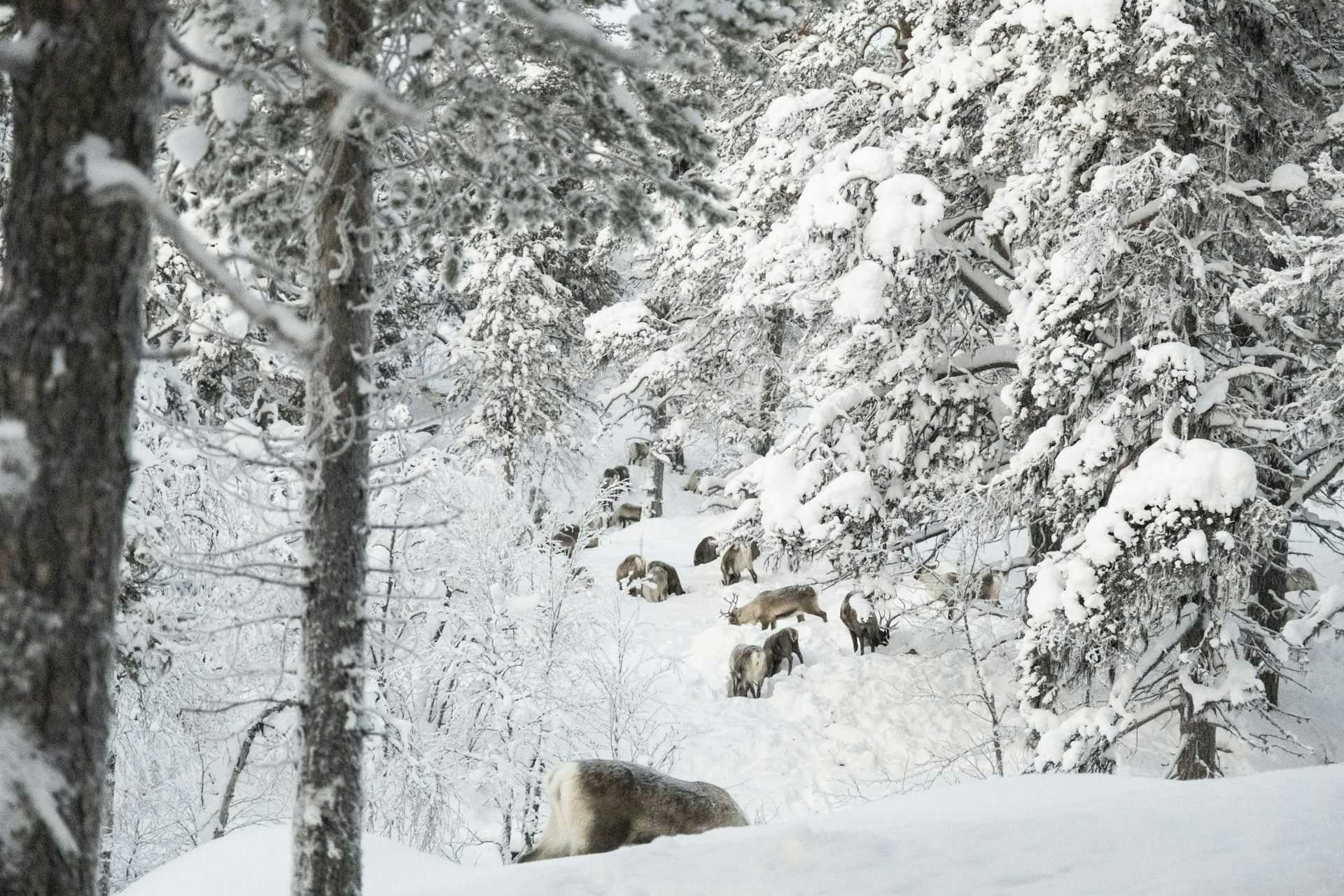 How reindeer herds, nature and Sámi culture can thrive when forests are restored across northern Europe