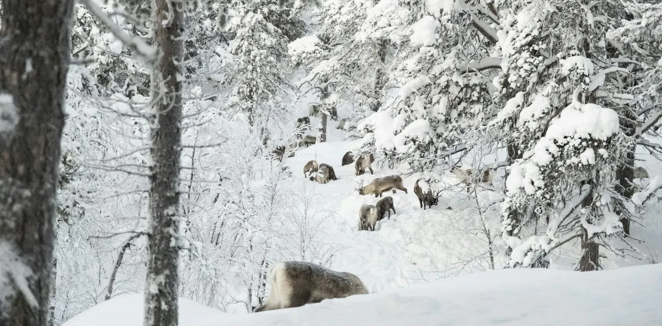 EnviroWireDaily — How reindeer herds, nature and Sámi culture can thrive when forests are restored across northern Europe