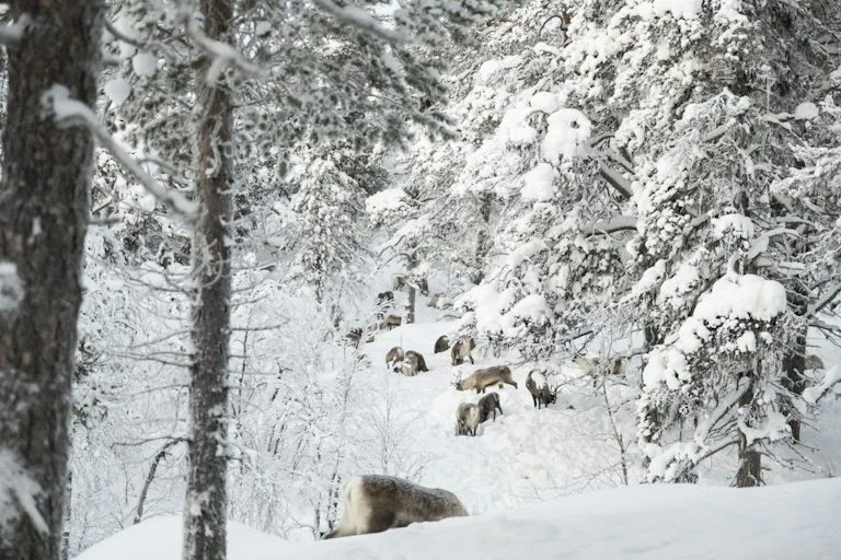 Reindeer grazing in snow in woodlands.