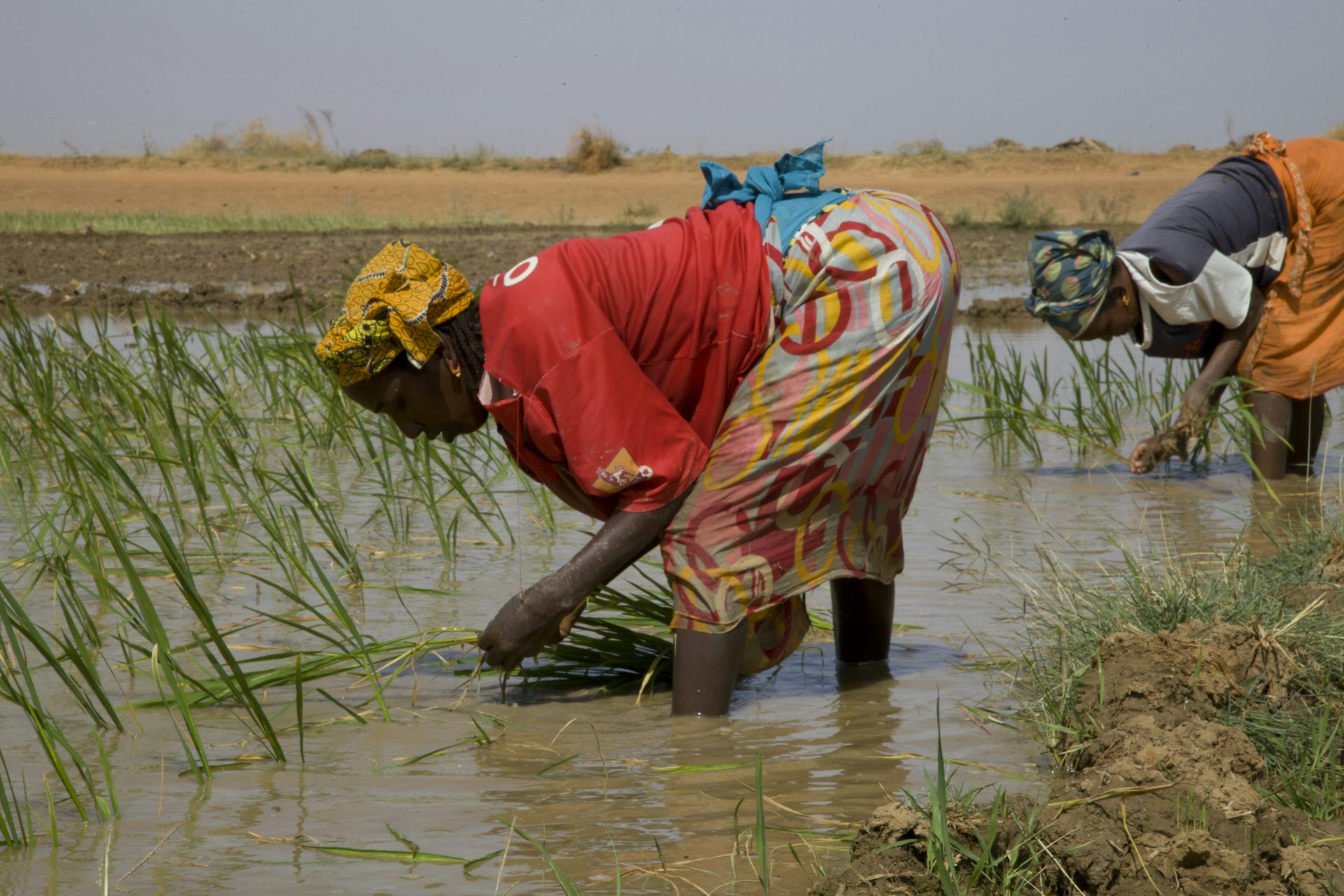 Agriculture in Africa: science and research can’t make an impact without investment and good policies