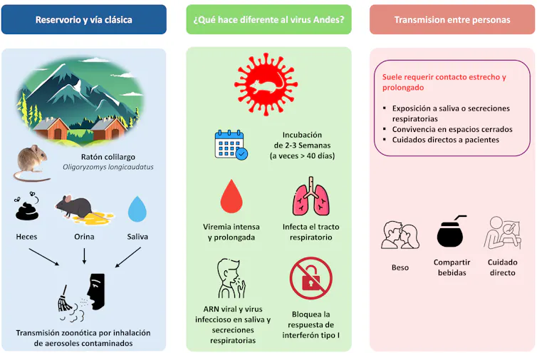 Esquema sobre las particularidades del hantavirus Andes.