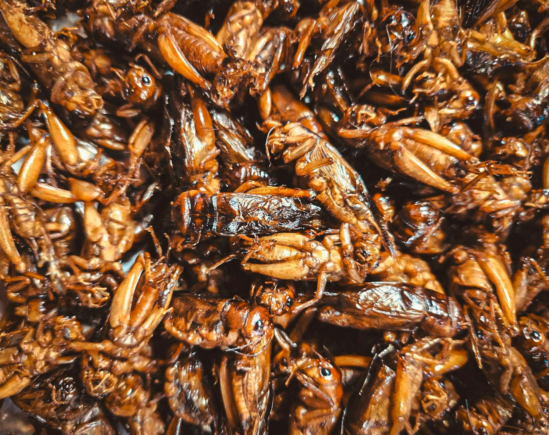 Un plato de insectos fritos de color amarillo-marrón en salsa.