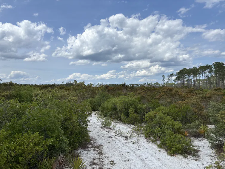 deep white sand and shrubs with a few larger trees in the distance