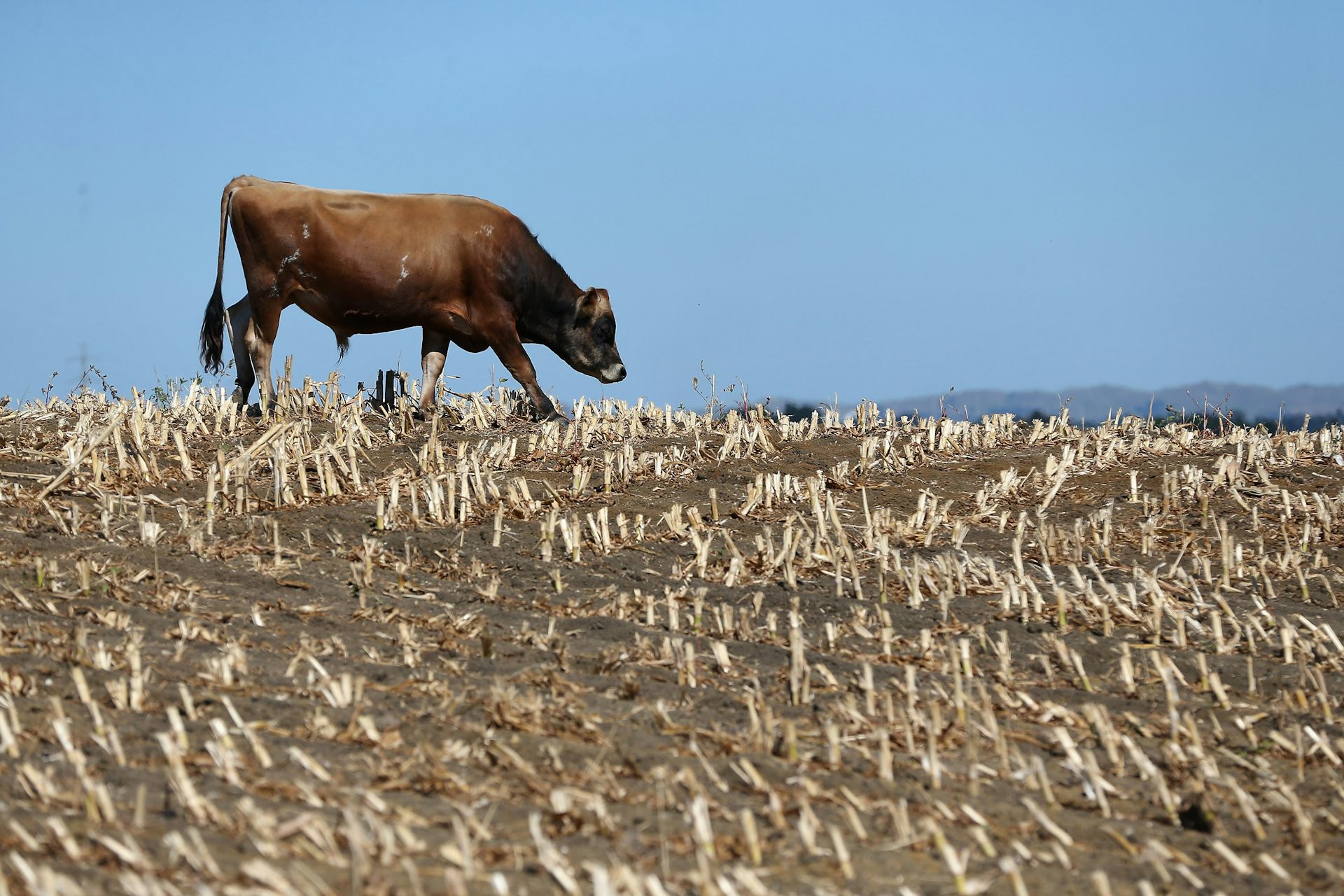 Future big droughts may be worse than we think – NZ’s past shows why