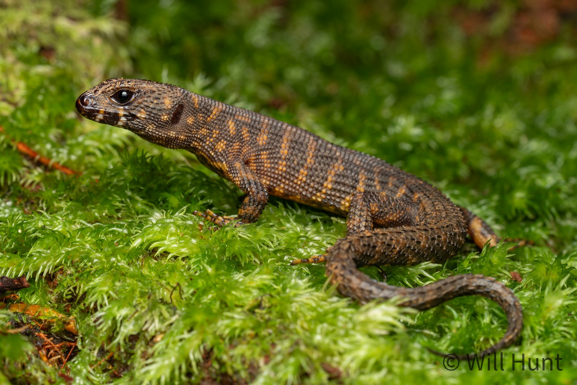 Why are there so many lizards in Australia? The ancient climate holds a clue
