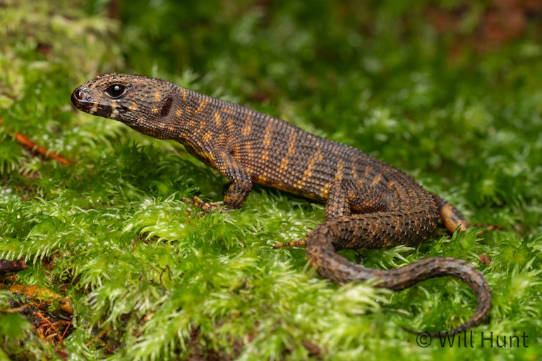 A small lizard with brown and yellow patterning sitting on a moss-covered log.