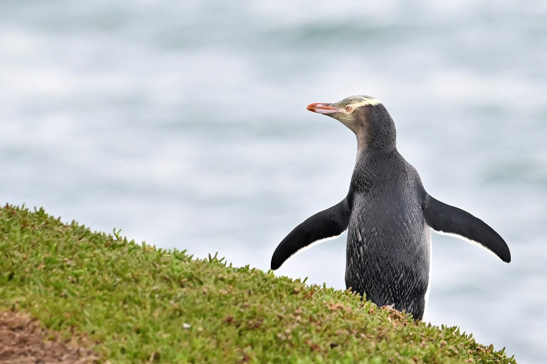 Why the race to save these cherished penguins just became more urgent