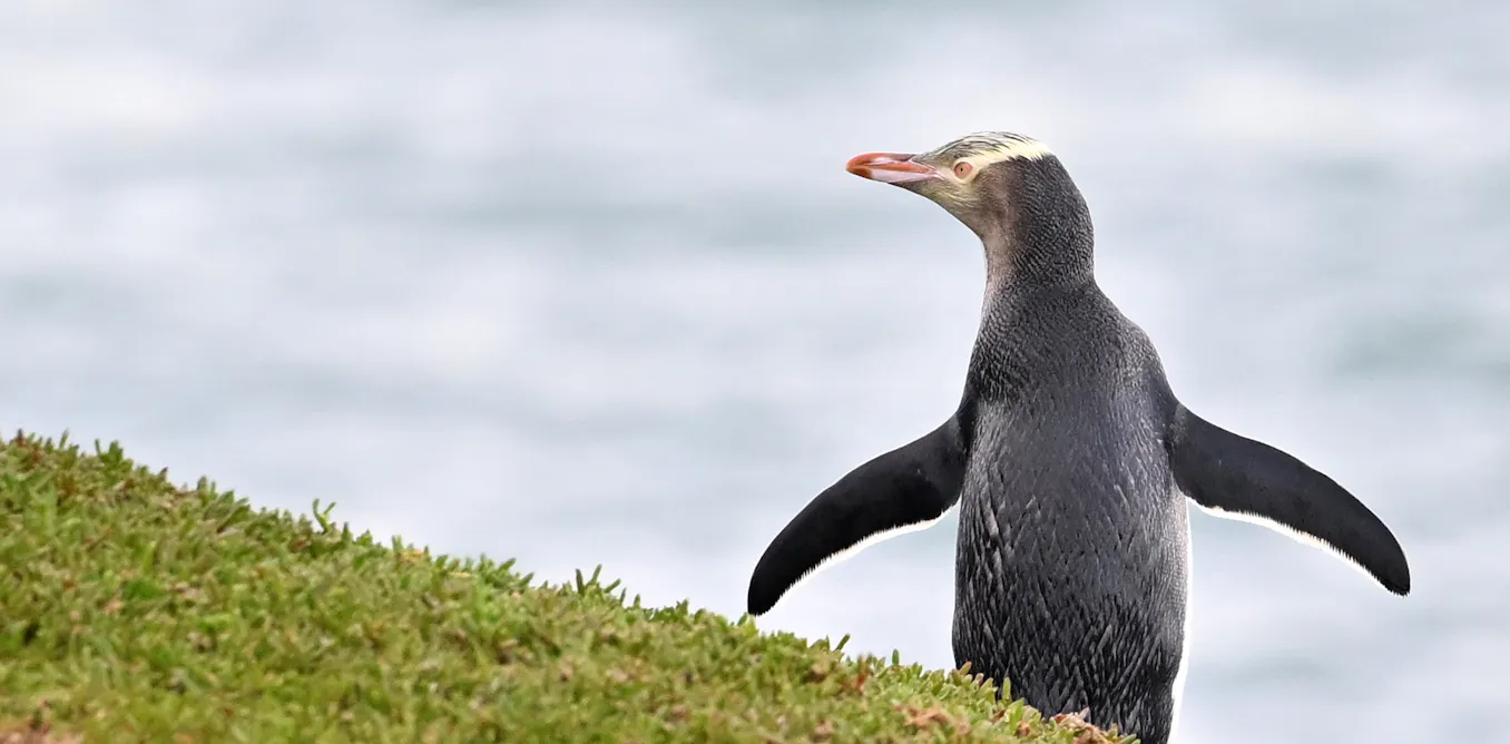 EnviroWireDaily — Why the race to save these cherished penguins just became more urgent