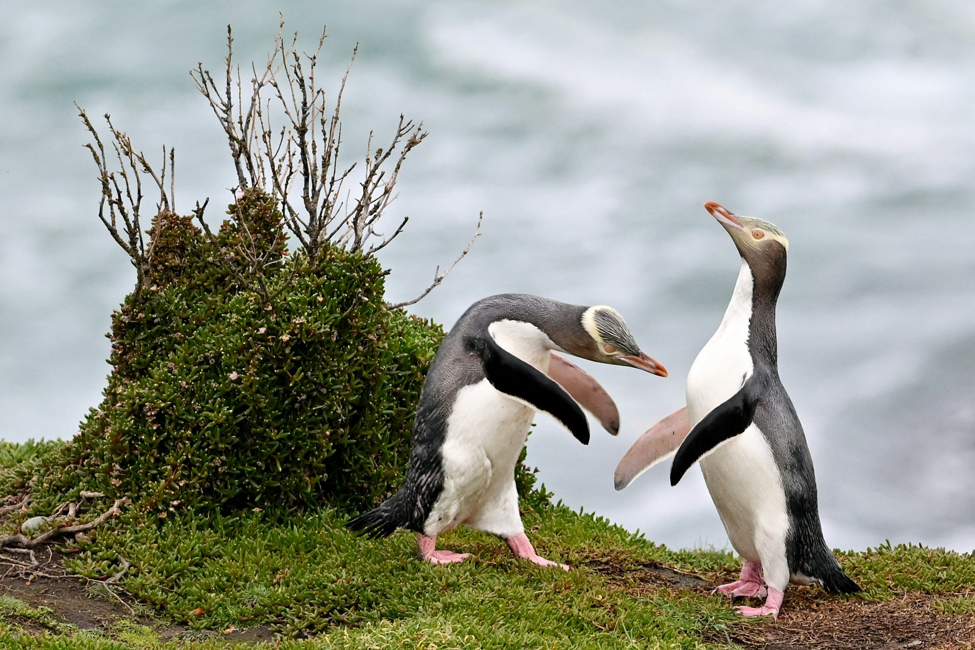 Why the race to save these cherished penguins just became more urgent
