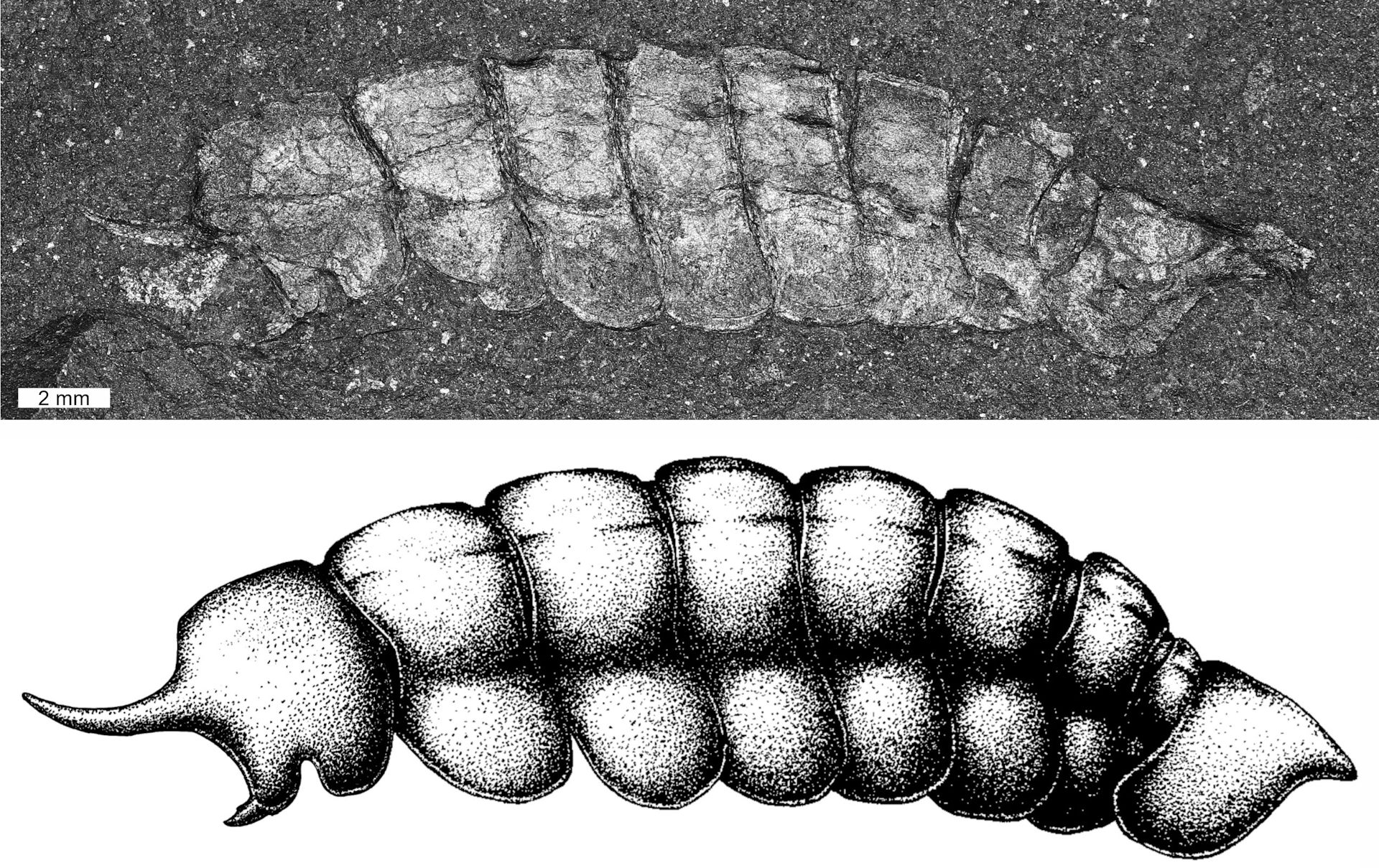 An image of a fossil with a ribbed skeleton and spines protruding from its head embedded in rock.