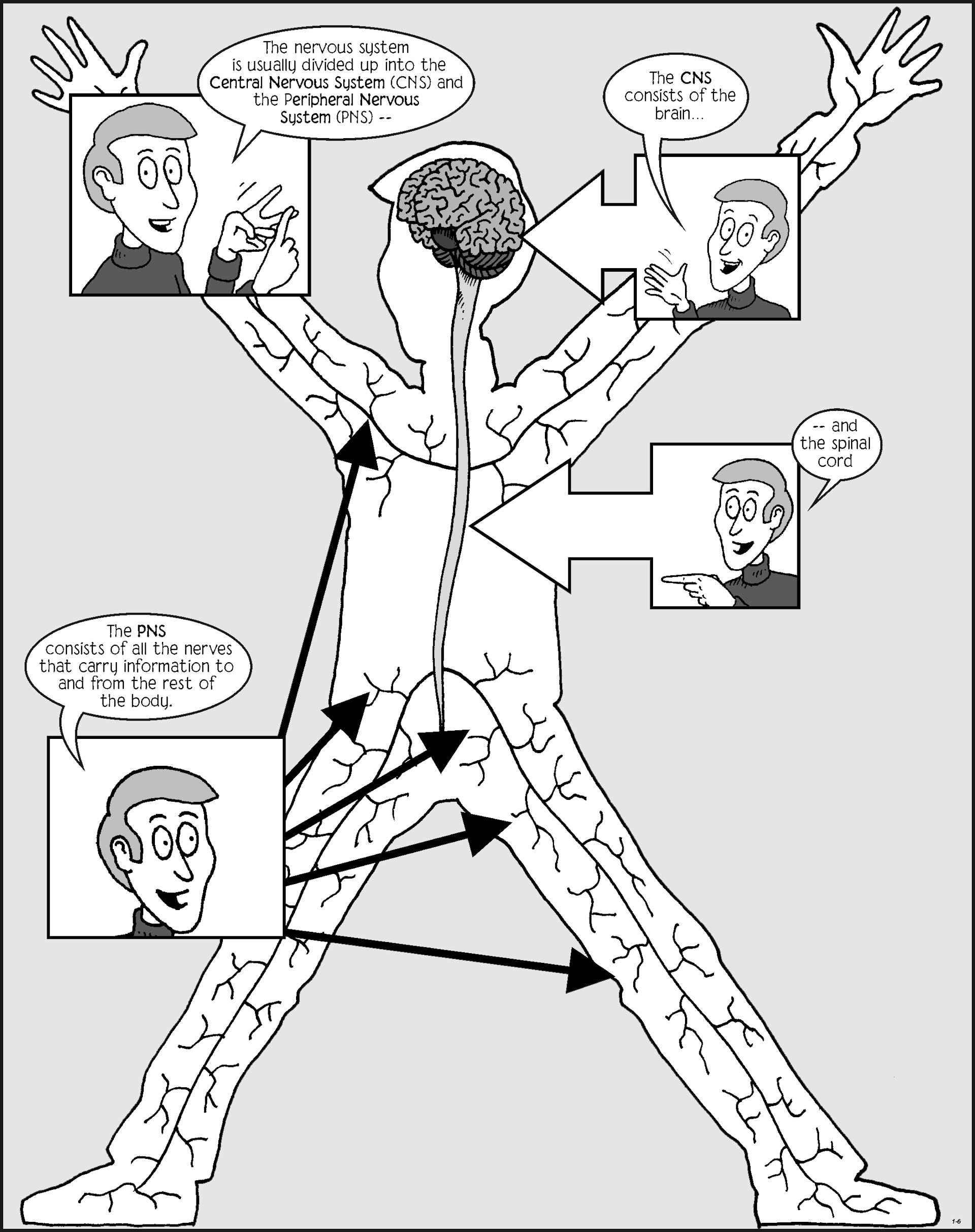 A loosely structured comic page showing an academic describing an image of the peripheral nervous system