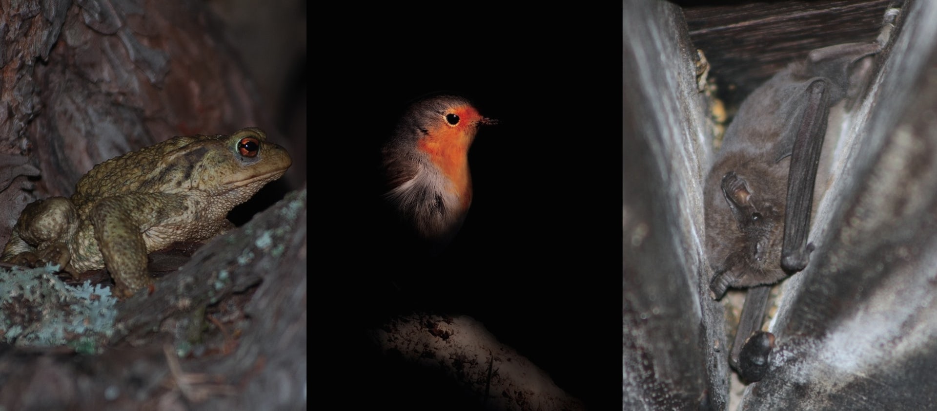How does street lighting impact wildlife and when should we turn off the lights?
