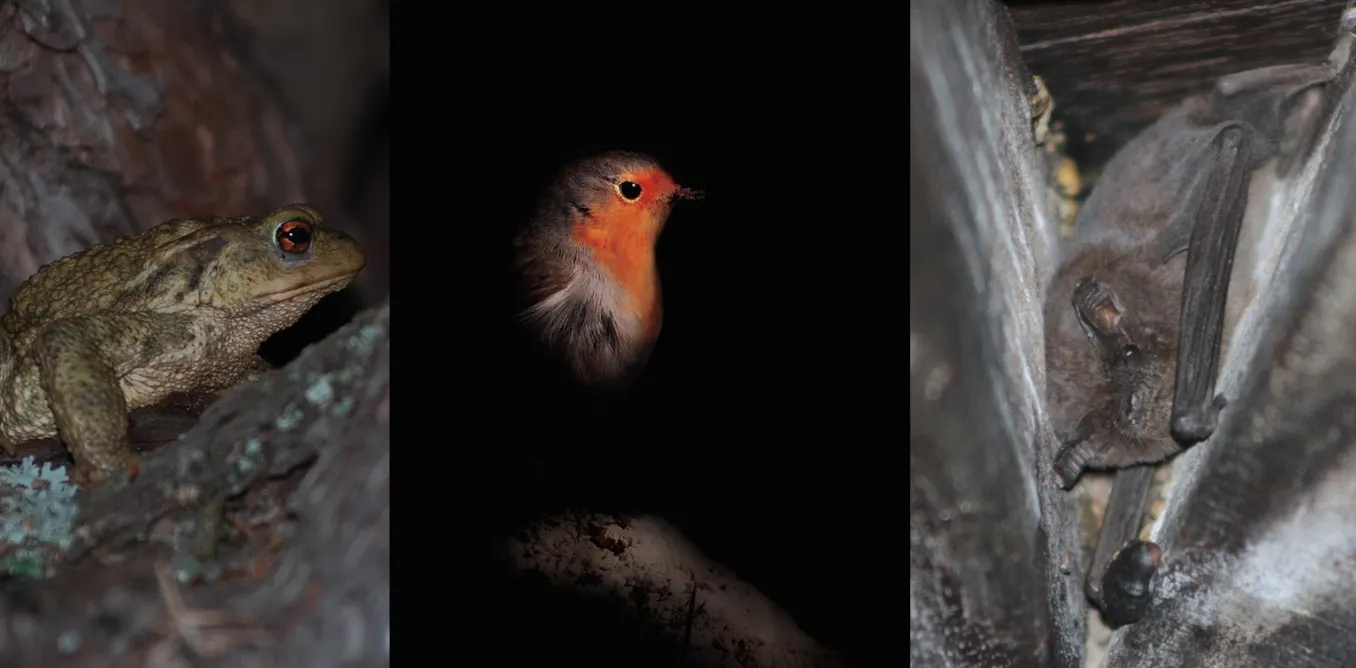 How does street lighting impact wildlife and when should we turn off the lights? How does street lighting impact wildlife and when should we turn off the lights?