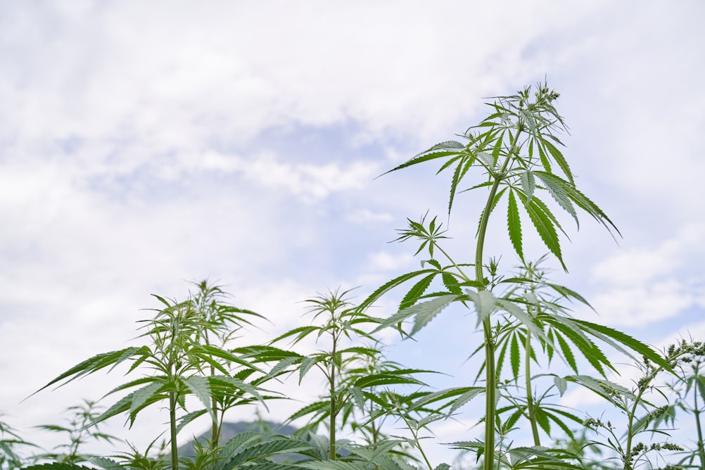 theconversation.com - Elizabeth Peatfield - Cannabis: it's medicine if you're rich enough - a crime if you're not
