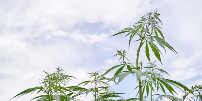 Cannabis News, Research and Analysis The Conversation page 1 Cannabis News, Research and Analysis The Conversation page 1