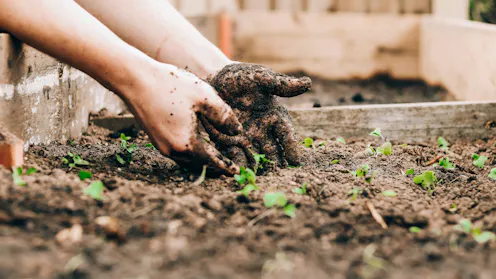 Community gardens News, Research and Analysis - The Conversation
