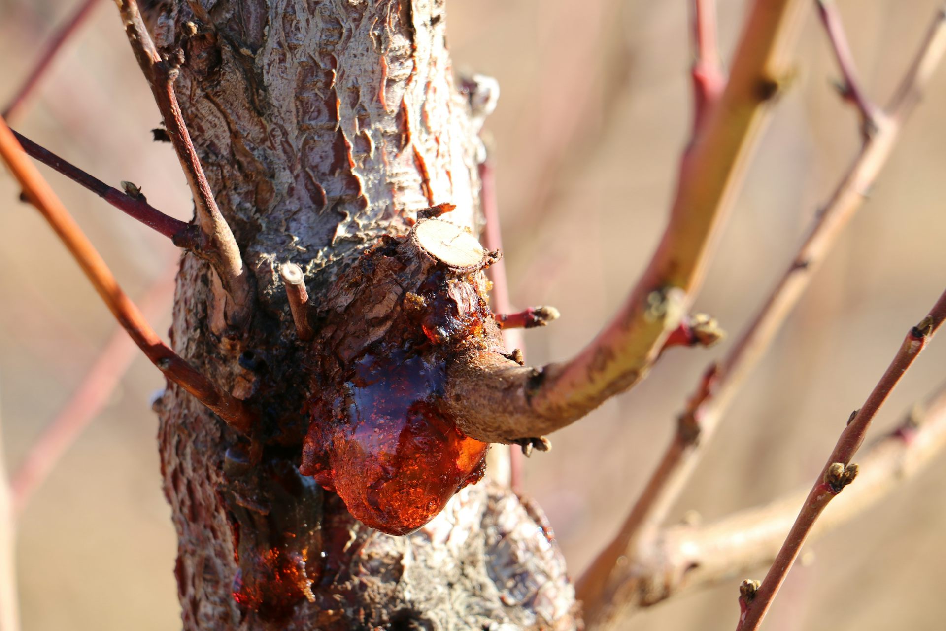 La goma roja dorada rezuma de la corteza del árbol.