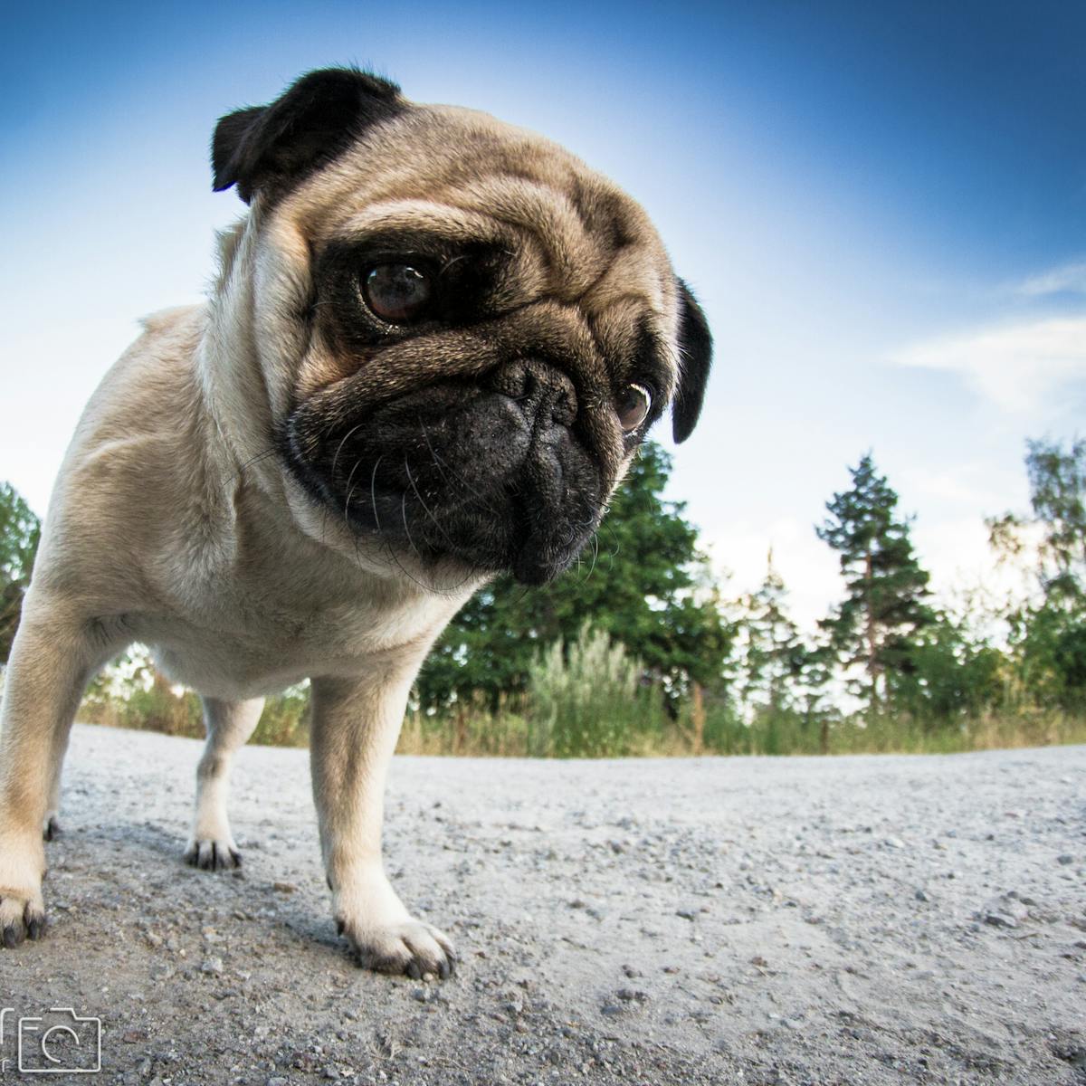 How Cute Dogs Help Us Understand Adam Smith S Invisible Hand