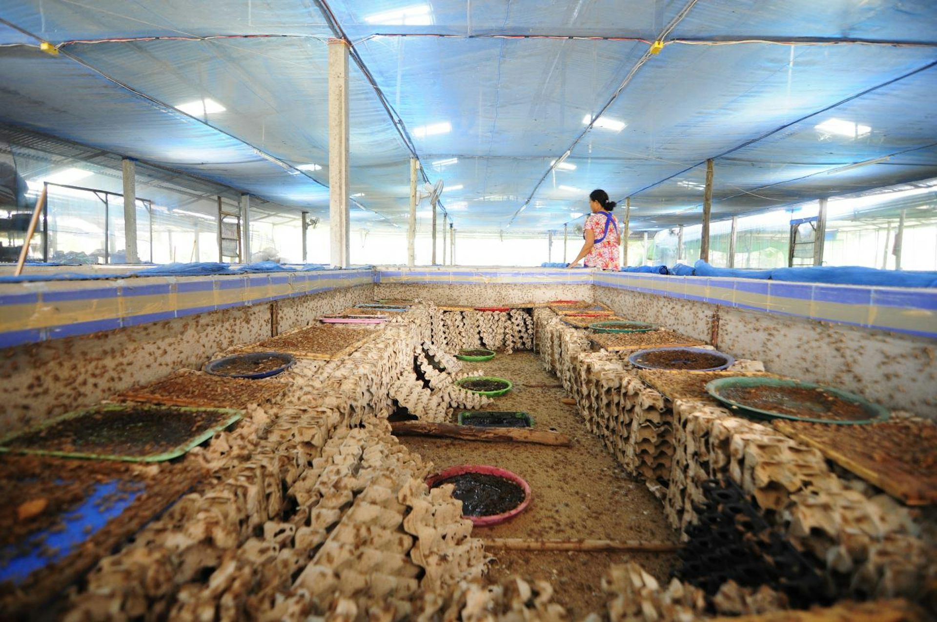 A large warehouse, divided into separate pens, each filled with thousands of crickets.