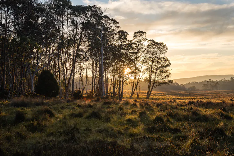 A picture of Tasmanian bush, with the sun shining through trees.