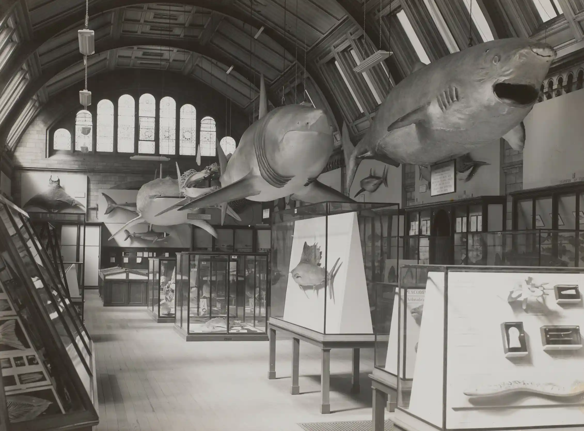 Black and white photo: sharks suspended over display cases.