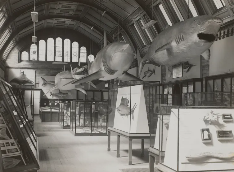 Black and white photo: sharks suspended over display cases.