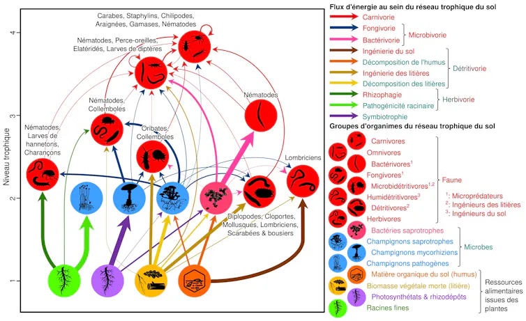 schéma des interactions d’ordre alimentaire entre les organismes du sol