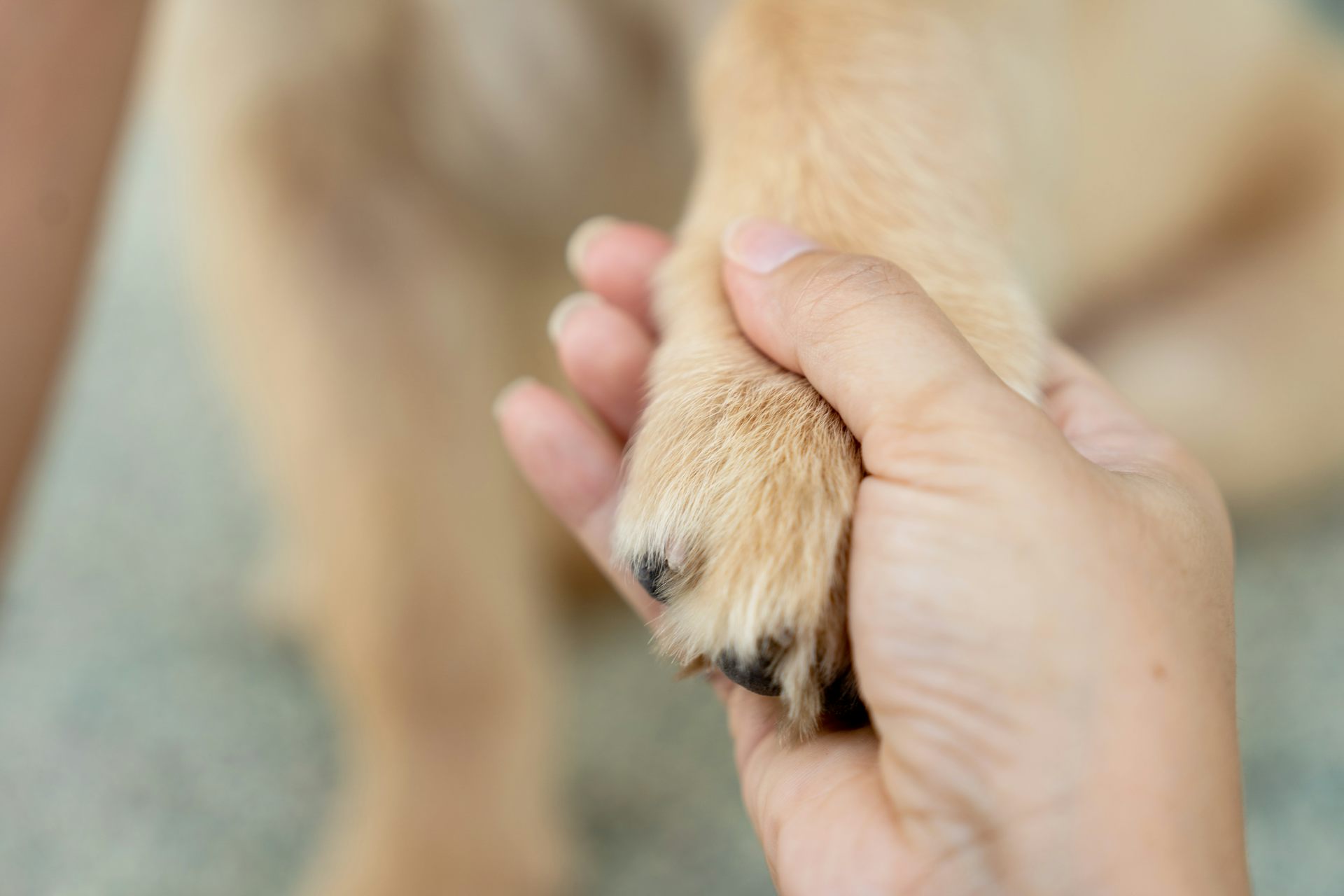 Mão humana segurando a pata de um cachorro