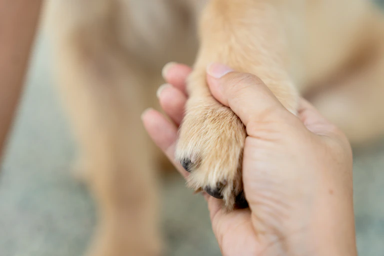 Mão humana segurando a pata de um cachorro