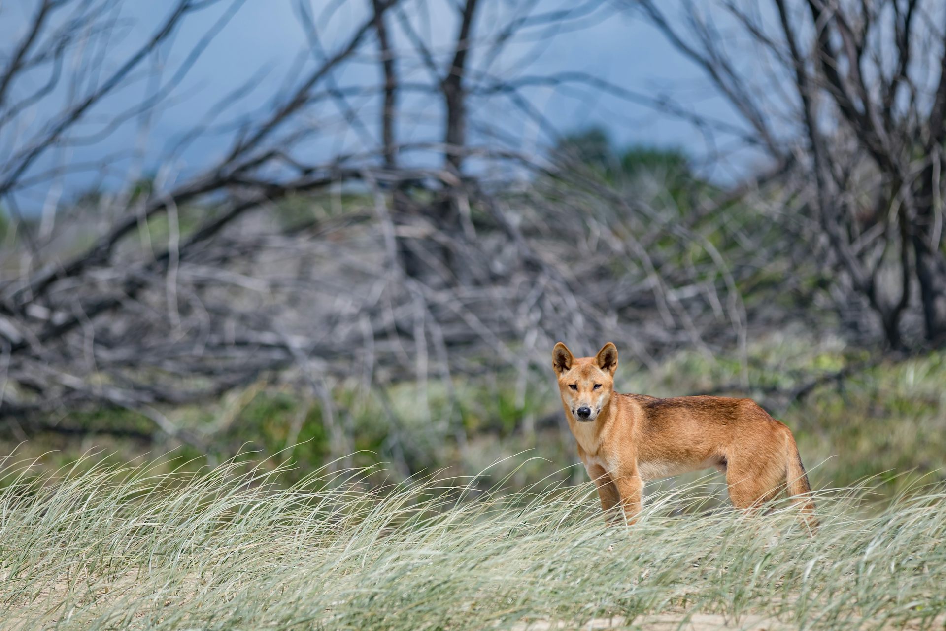 New DNA evidence shows dingoes are almost 90% pure – and fall into eight distinct groups