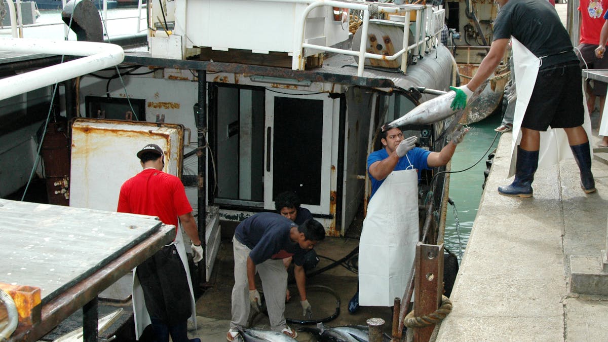 The Pacific Islands Tuna Cartel Is Boosting Jobs By Watching Fish