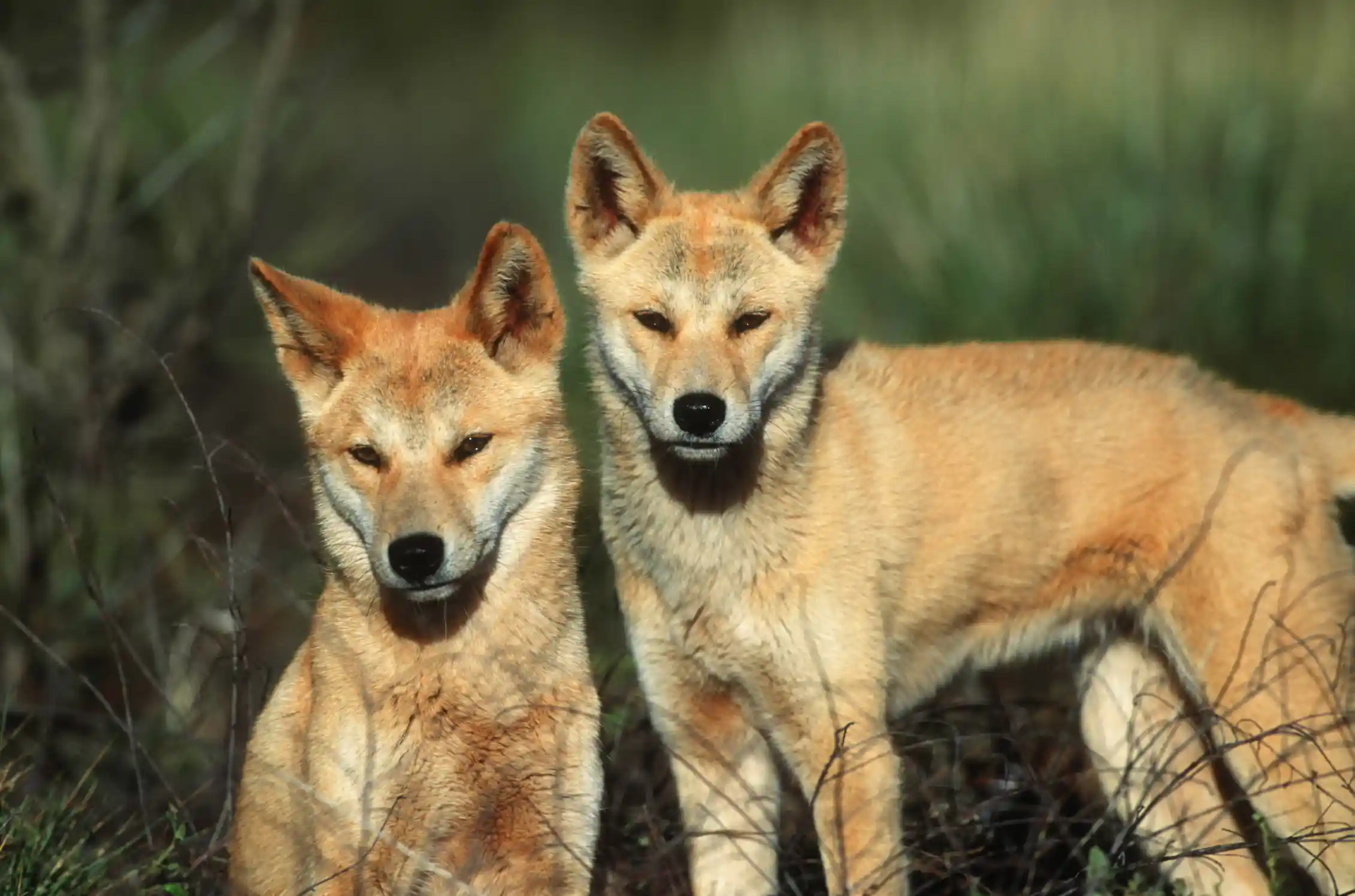 pair of dingoes looking at camera.