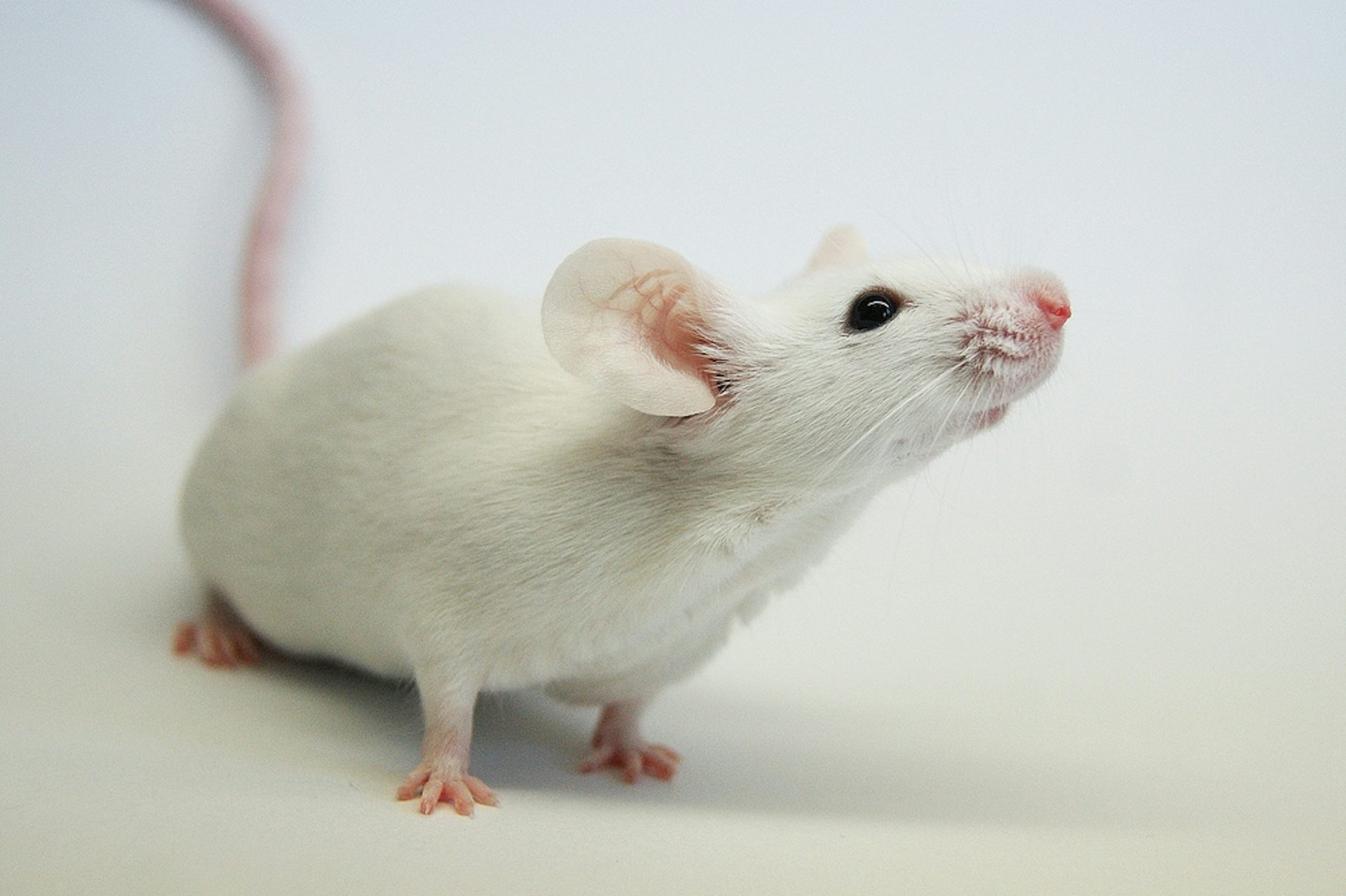 A white mouse.