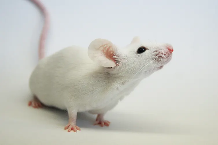 A white mouse.